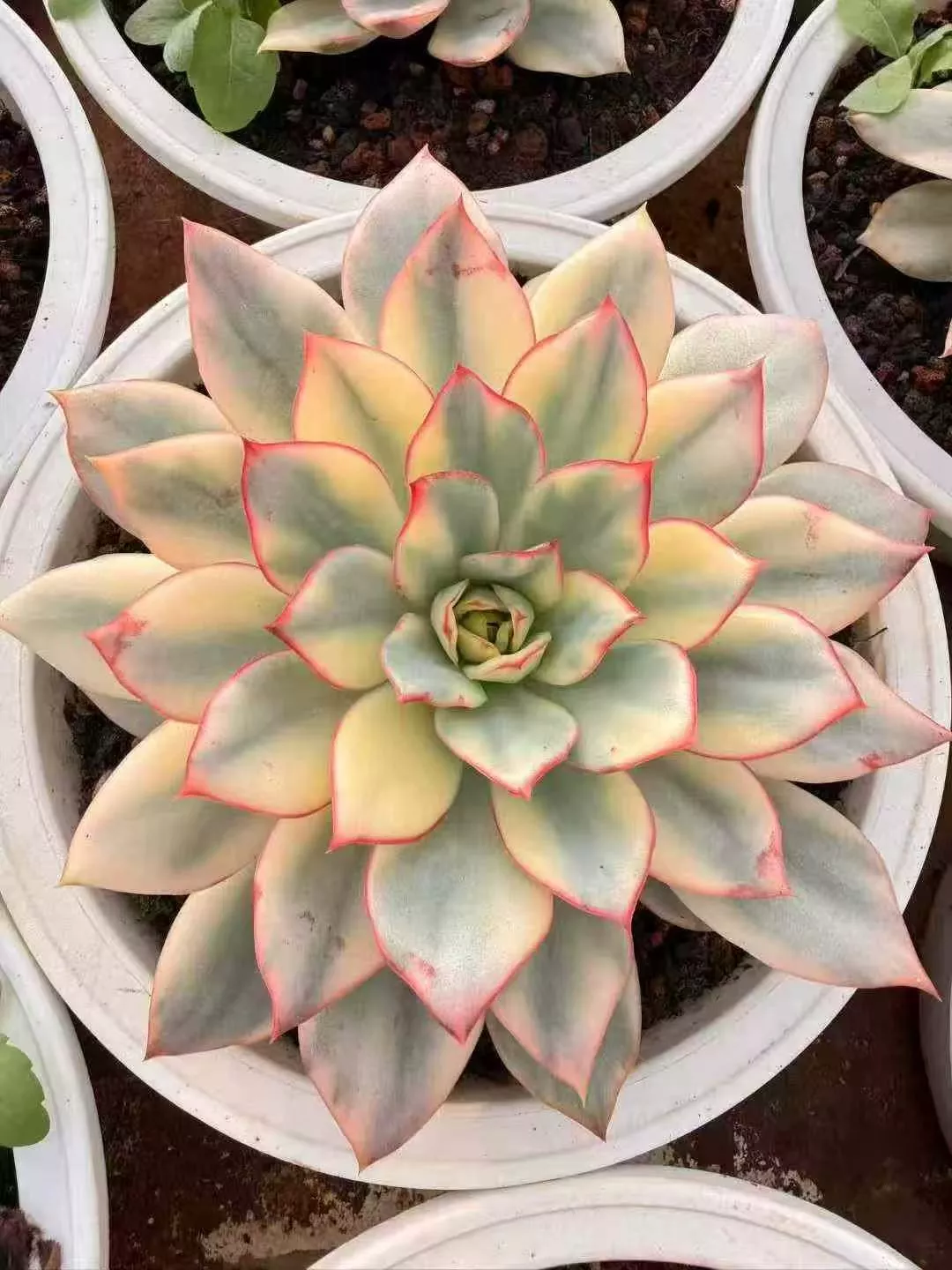 Echeveria 'Esther' variegata 月亮女神锦- 我的网站