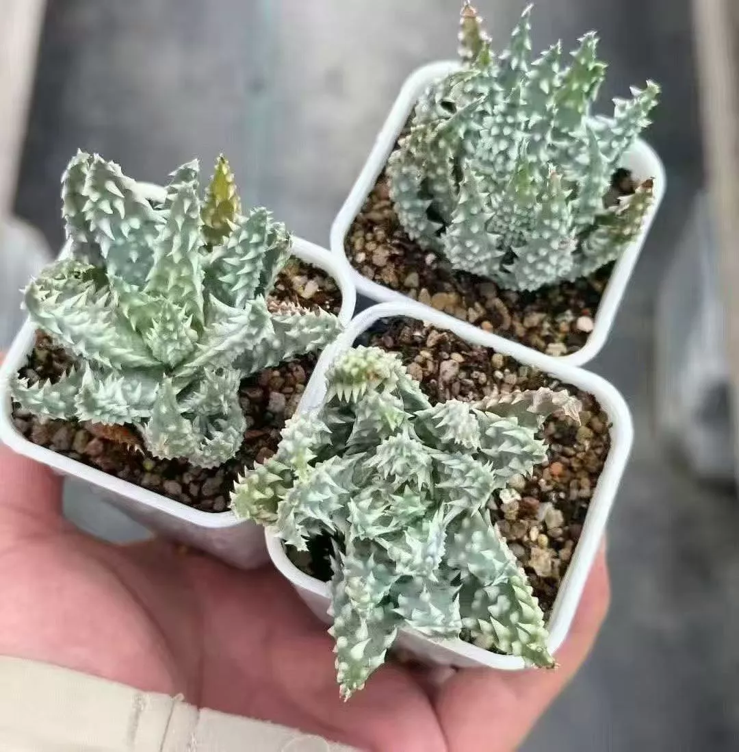 Aloe 'pratensis' -