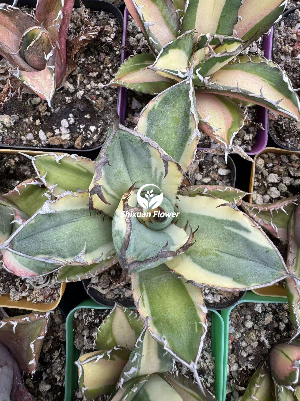 Agave titanota 'Black Rhino' Marginata 黑犀牛腹轮锦- 我的网站