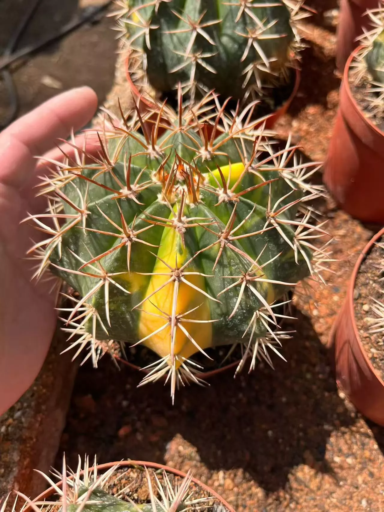 Melocactus amoenus variegata -