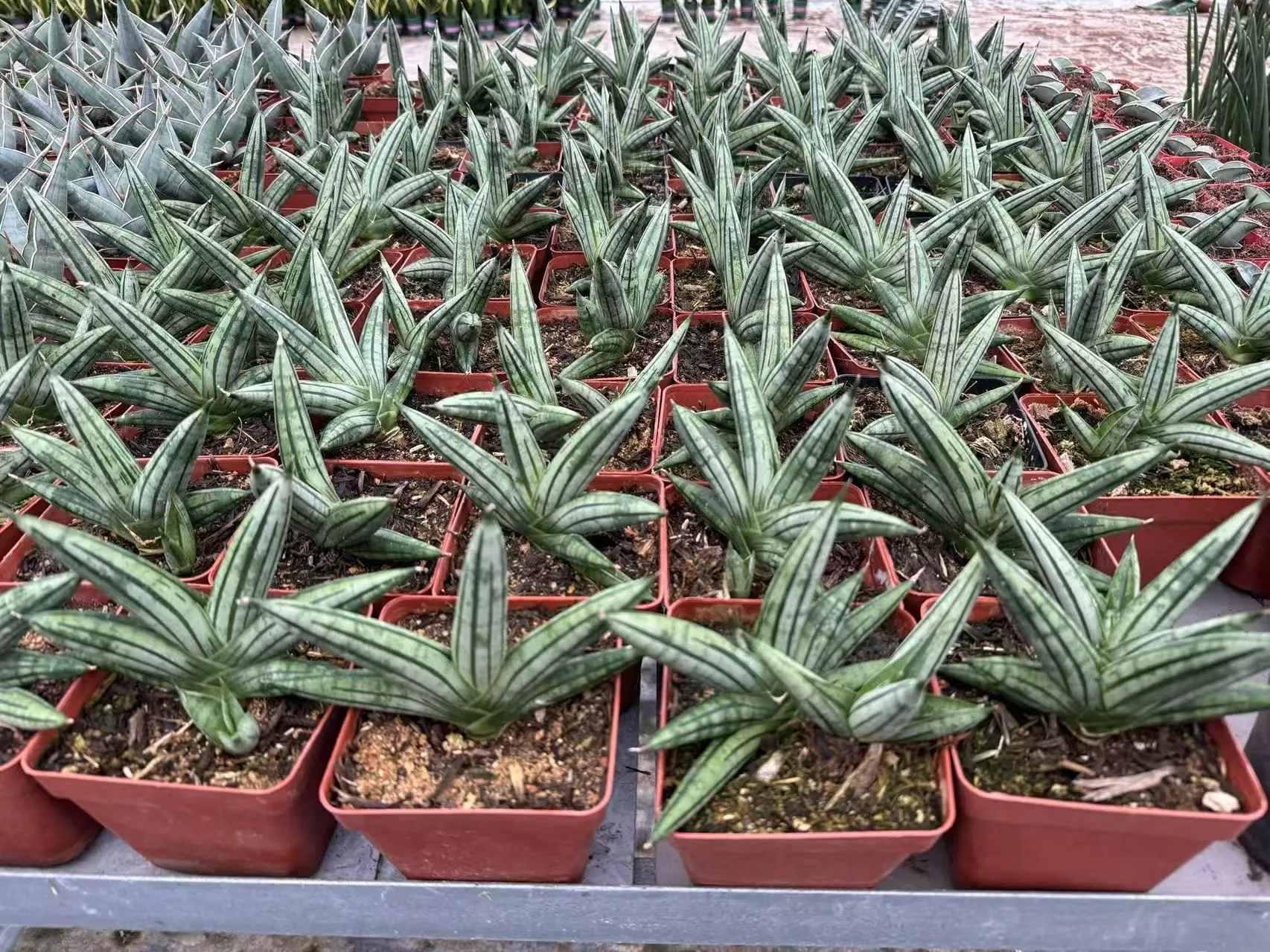 Sansevieria cylindrica var. patula 'boncel' -
