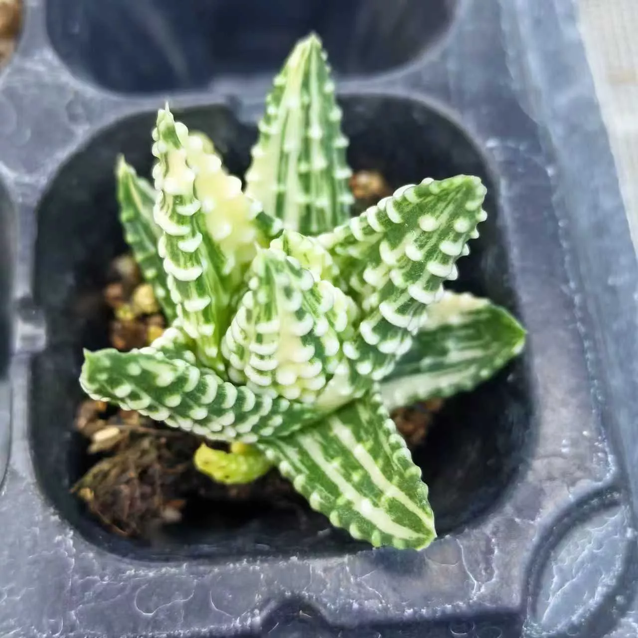 ハオルチオプシス　泪珠錦 Haworthia 'Ruizhu' 泪珠锦- 我的网站