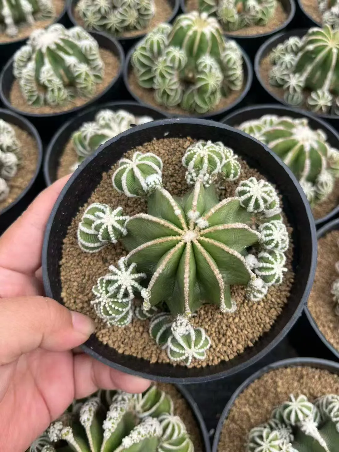 Aztekium hintonii 辛顿花笼- 我的网站