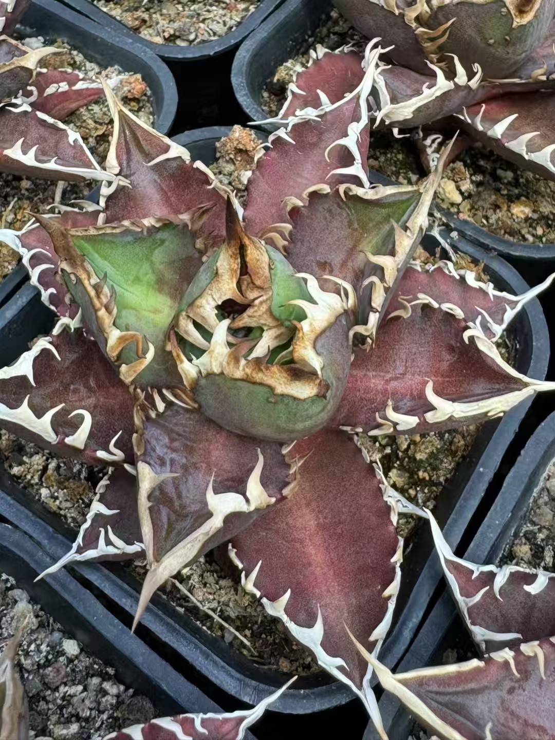 Agave titanota 'Red Cat'  -