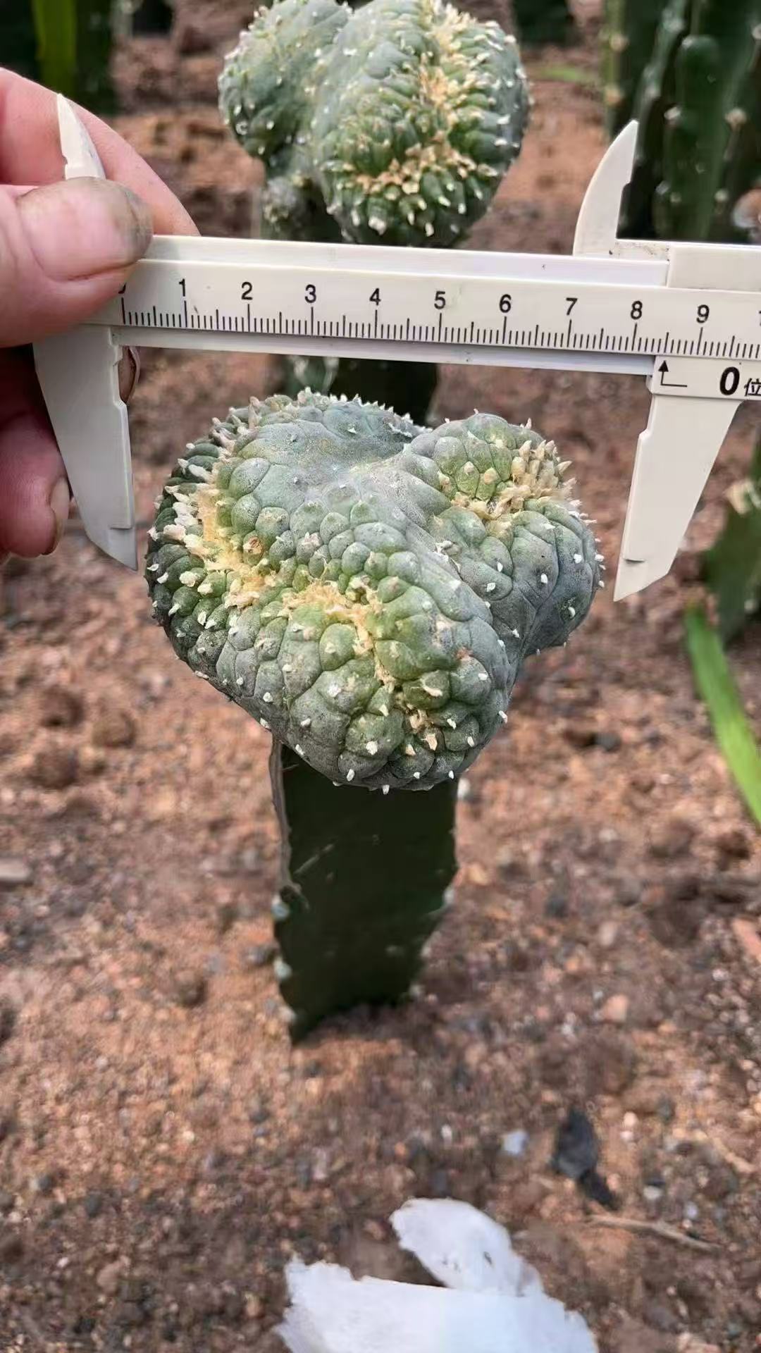Lophophora williamsii f. cristata 鱼缀化- 我的网站