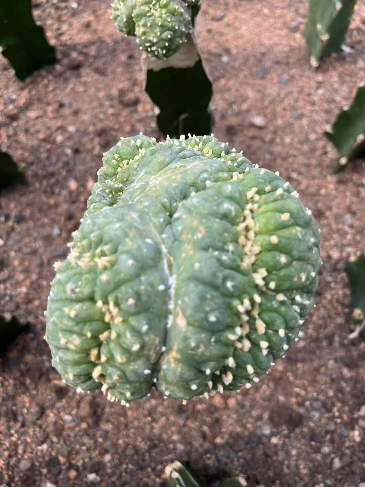 Lophophora williamsii f. cristata 鱼缀化- 我的网站
