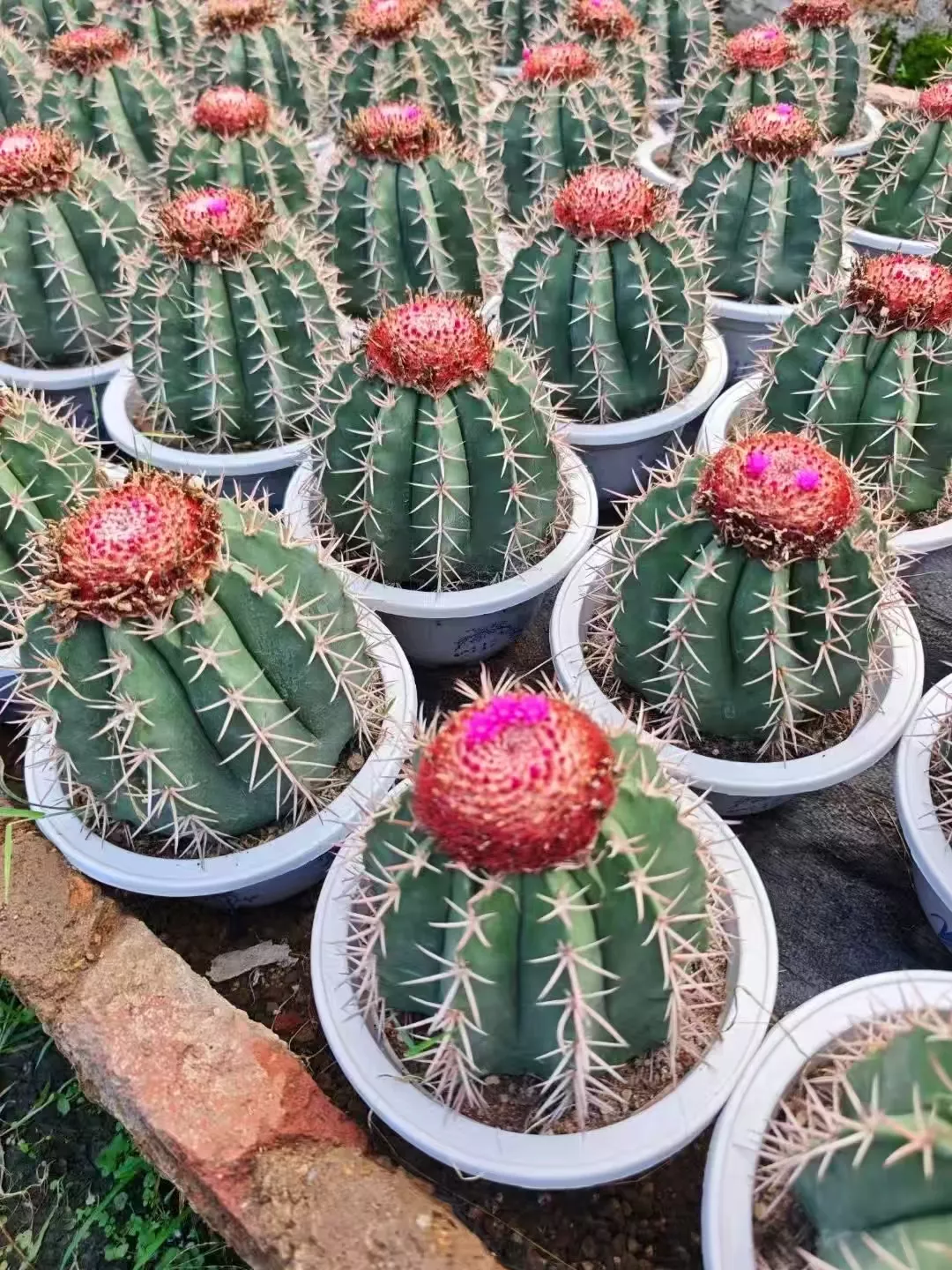 Melocactus amoenus Hoffmanns. -
