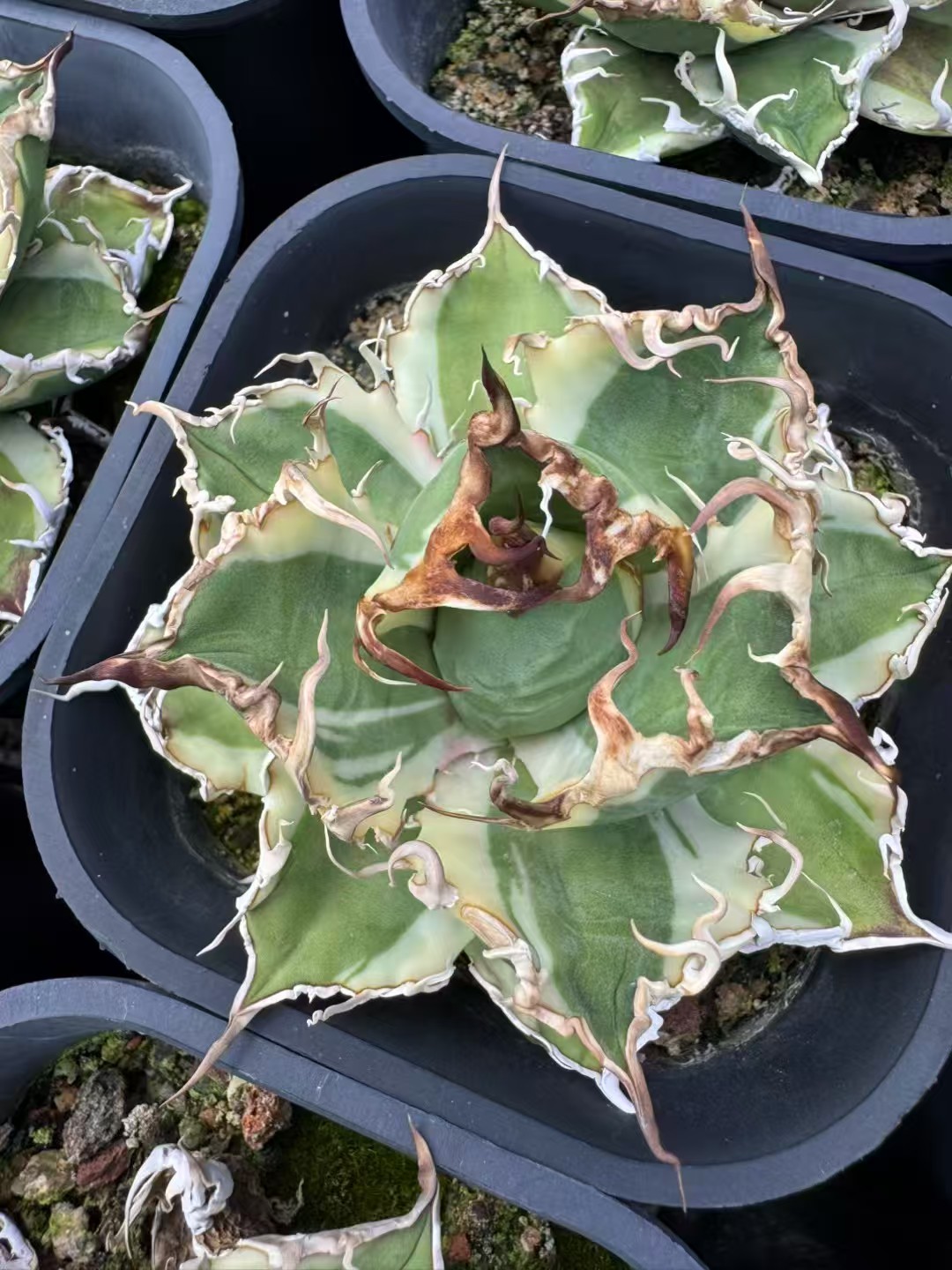 Agave titanota 'Caesar' f. variegata 凯撒锦- 我的网站