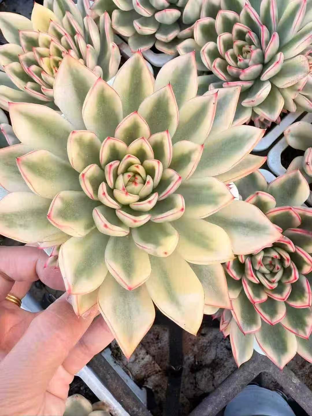 Echeveria 'Hanna'variegata 汉娜锦- 我的网站