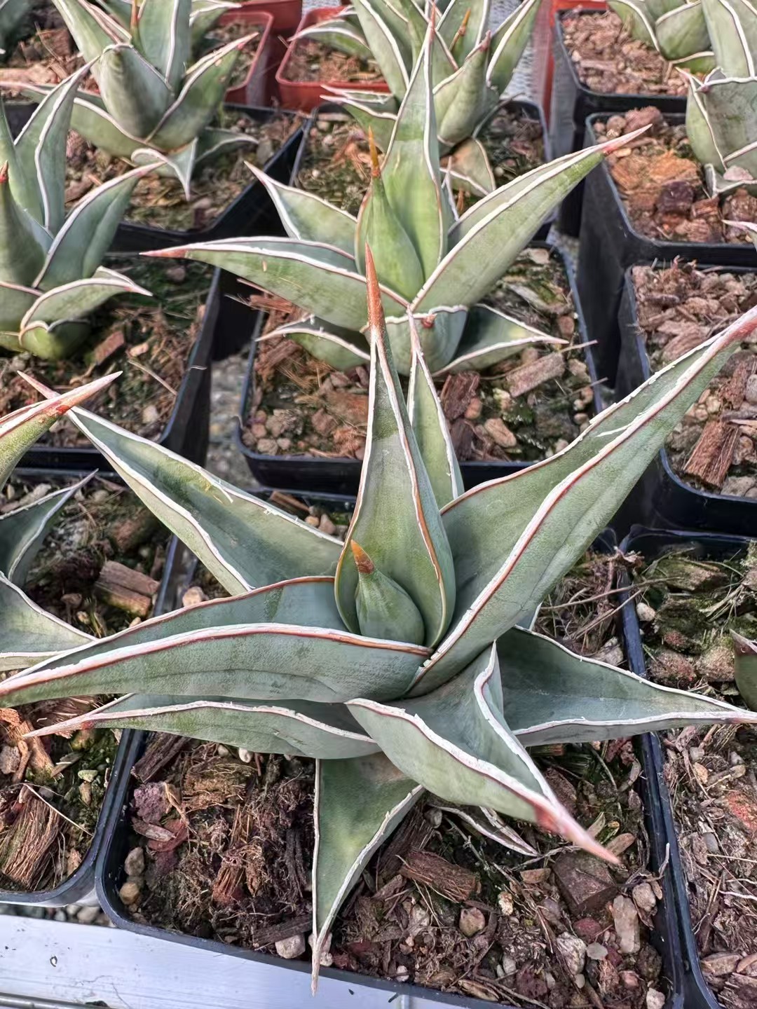 Sansevieria pinguicula 步行者- 我的网站
