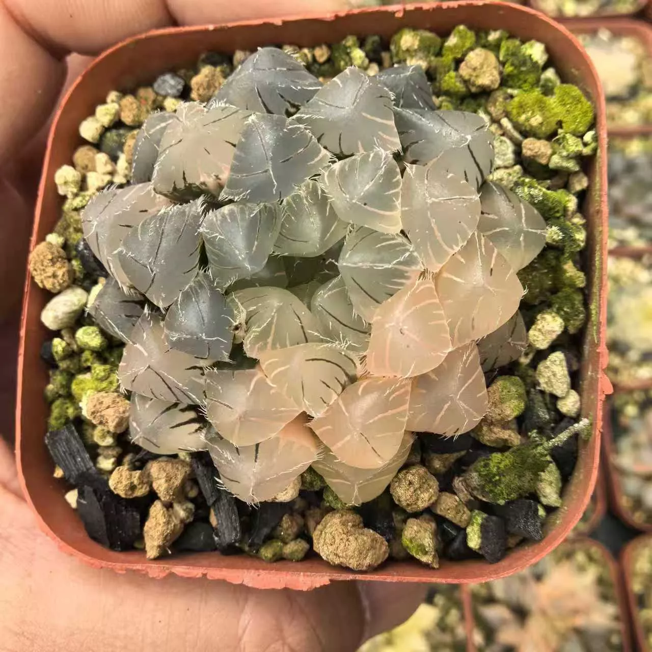 bilder von knstlichen fingerngeln Baroque Garden  Set mit knstlichen knstlichen Fingerngeln  15 Stck