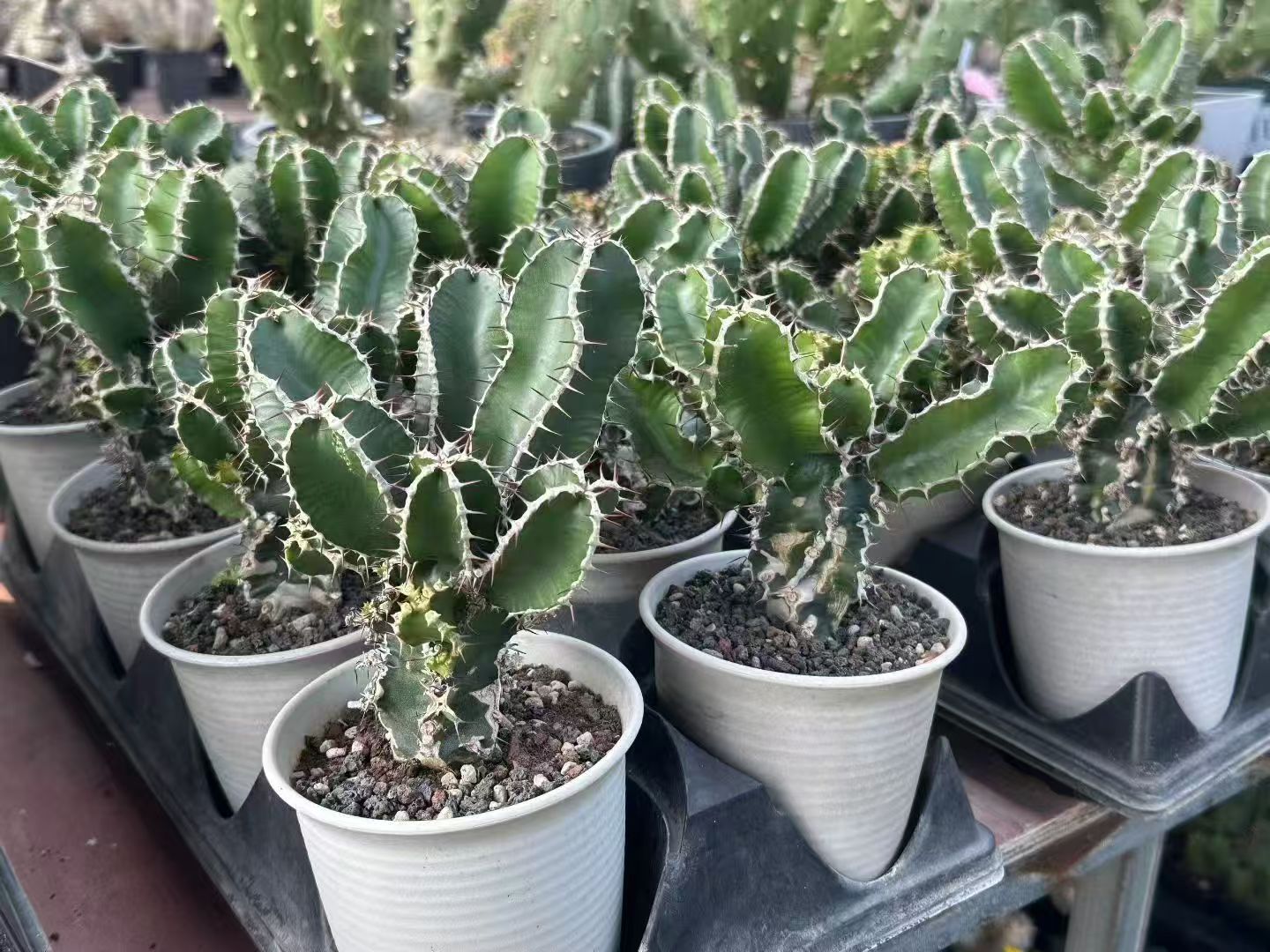 Euphorbia 'Sankō' 尚皇后大戟- 我的网站