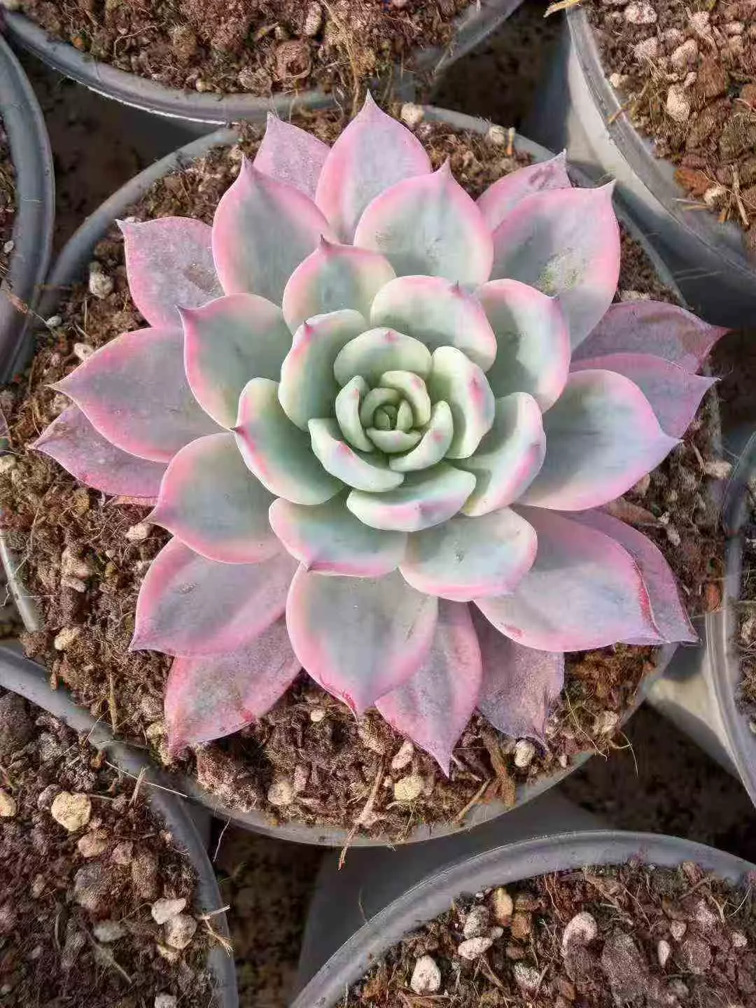 Echeveria Laulensis 劳伦斯锦- 我的网站