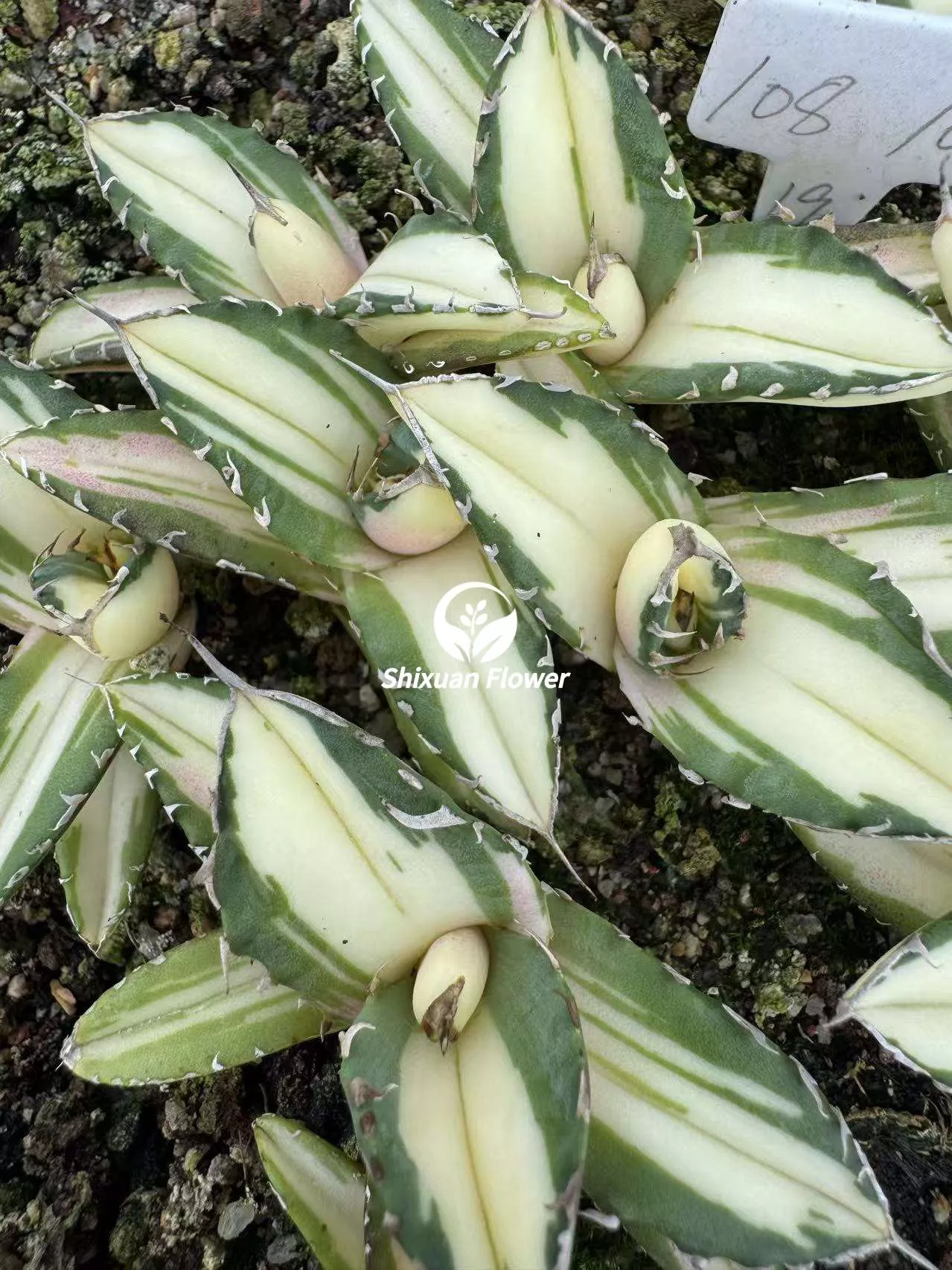 Agave 'White Rhino' Striata Variegata 白犀牛中斑锦- 我的网站