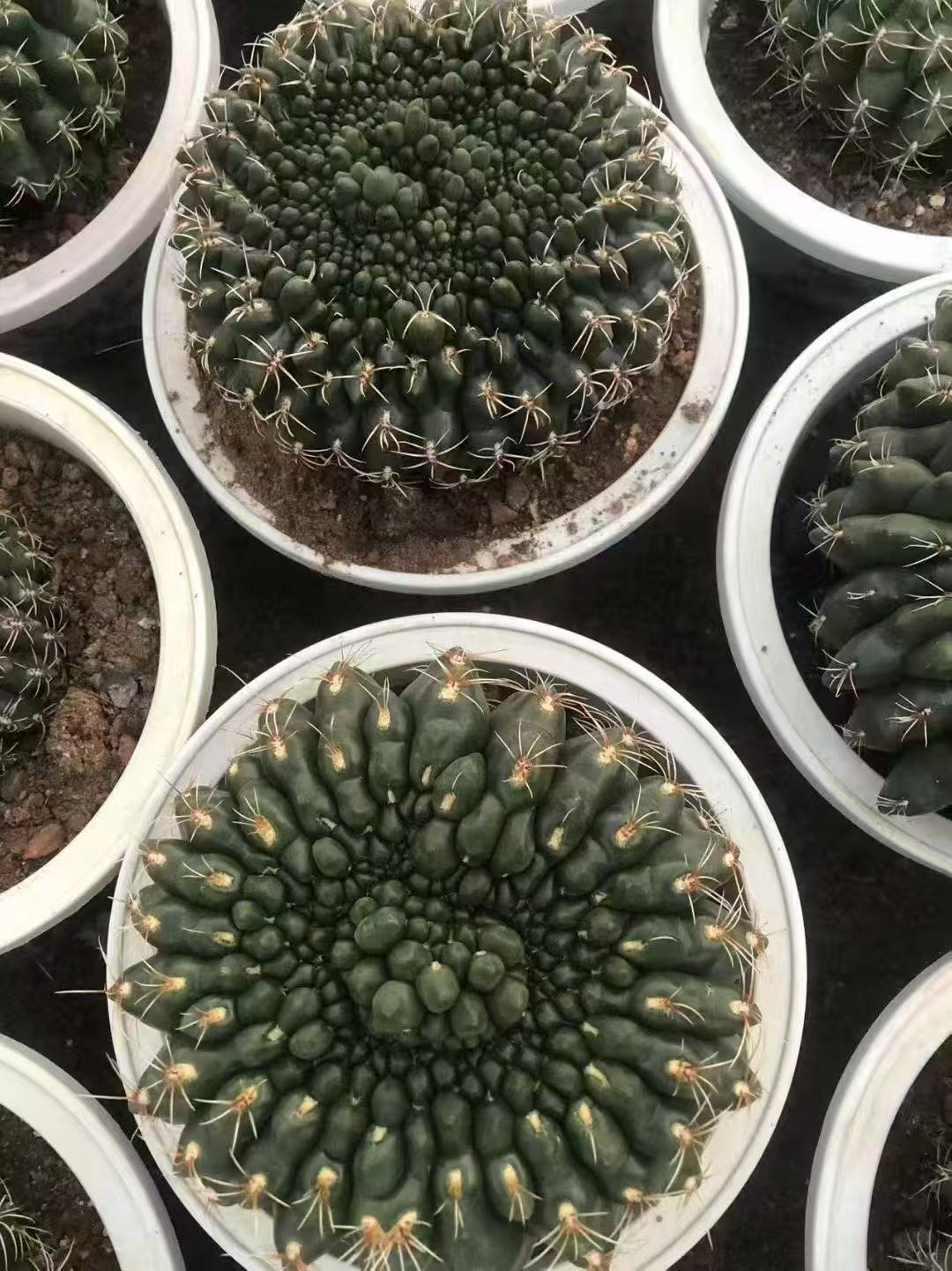 Gymnocalycium baldianum f. cristata 绯花玉缀化- 我的网站