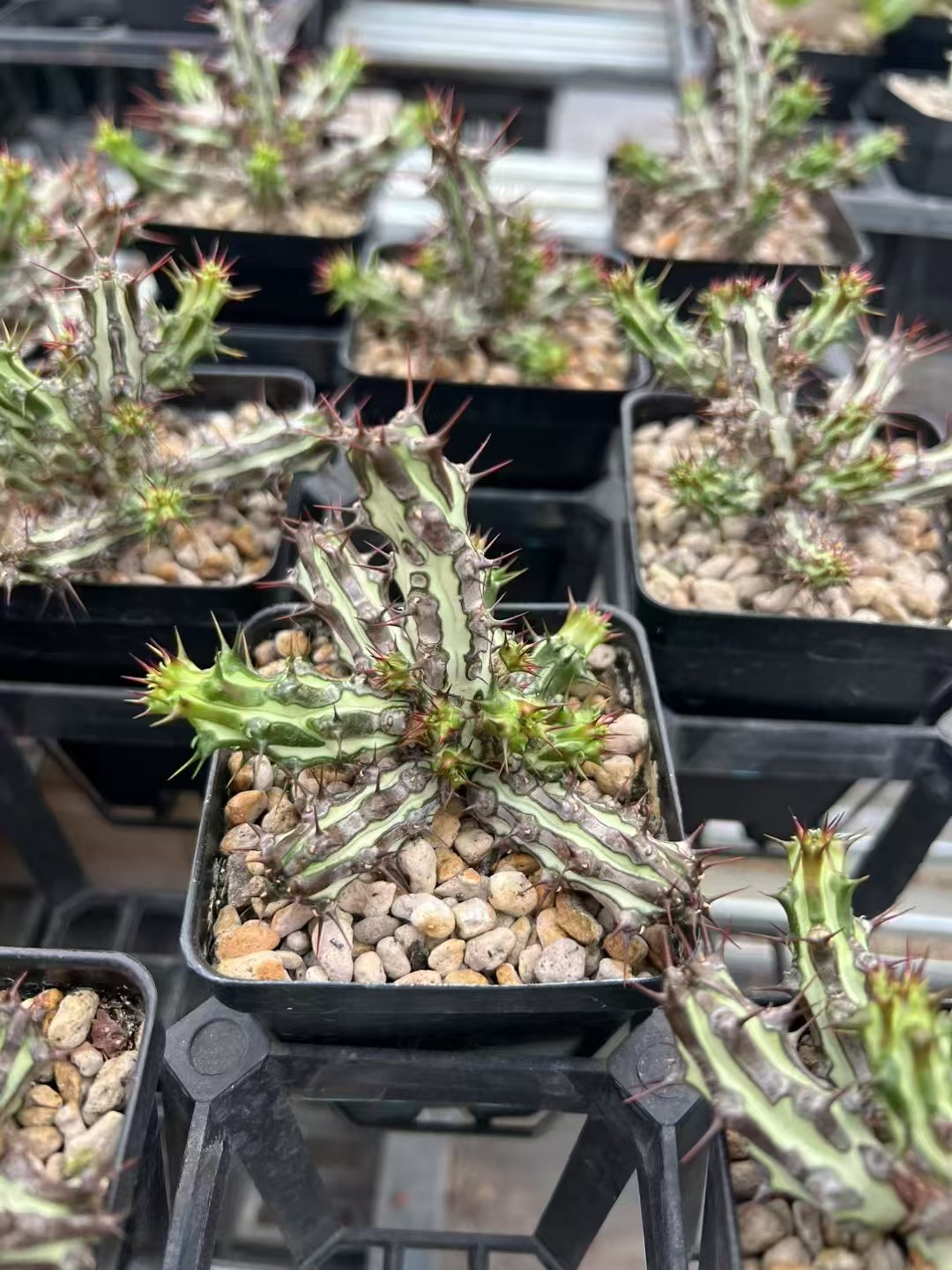 Euphorbia sp. nova Somalia hordio 浮雕大戟- 我的网站