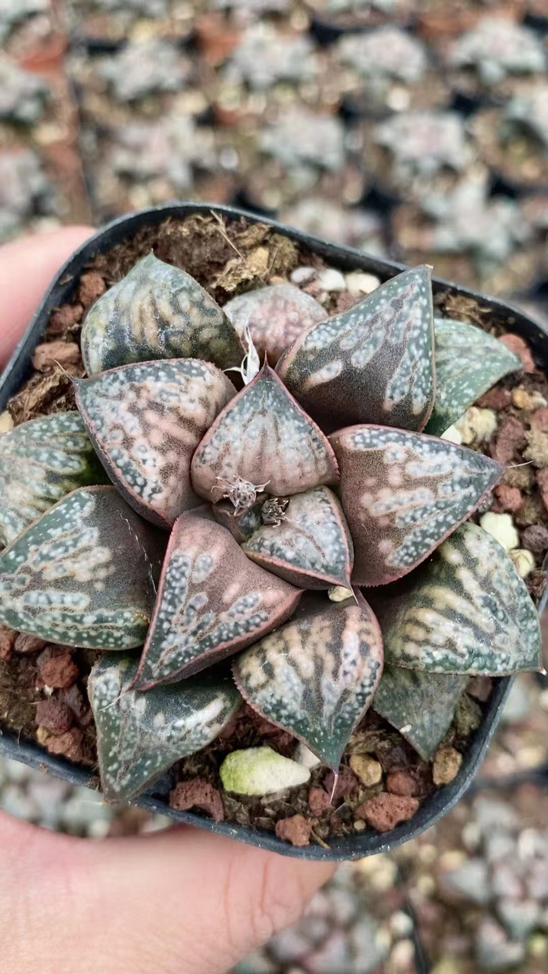 Haworthia splendens 花魁寿 - 我的网站