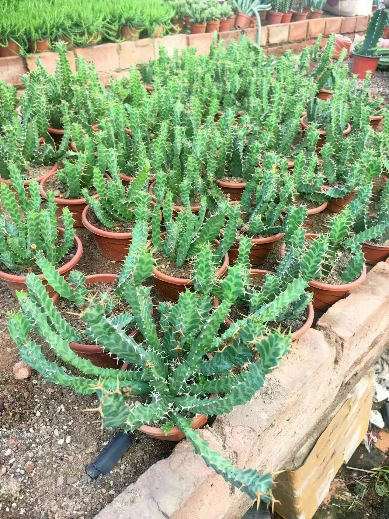 Euphorbia virosa 矢毒大戟- 我的网站