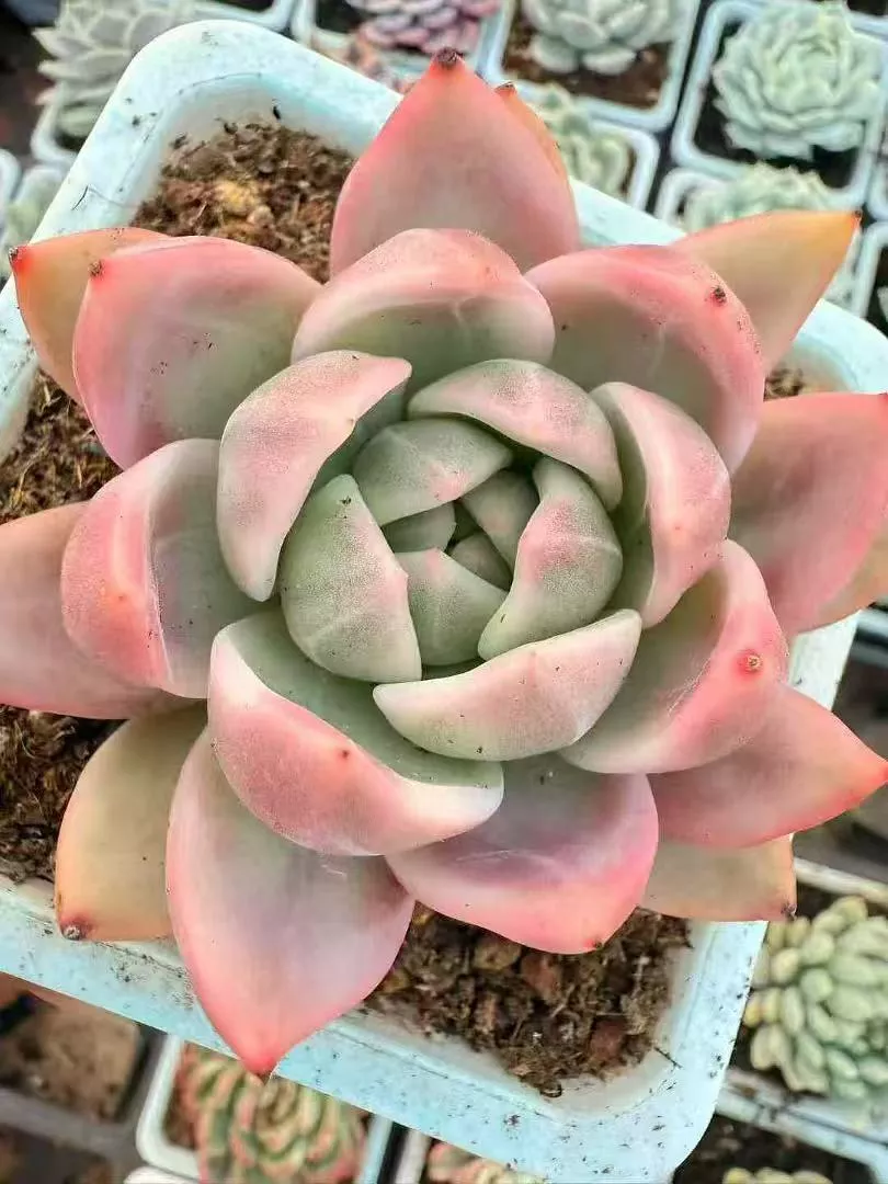 Echeveria 'Champagne' variegata 香槟锦- 我的网站